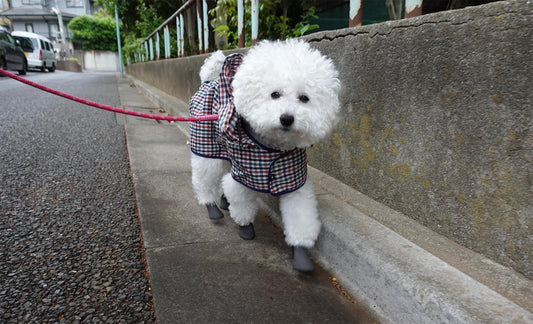 Dogsoxx: dog shoes from Japan